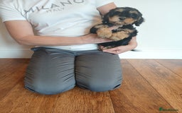 Cockapoo dogs for sale: Cockapoo puppies  - Image 9