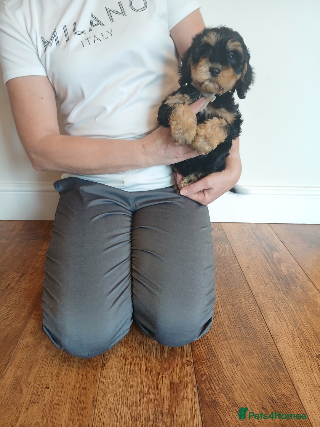 Cockapoo dogs for sale: Cockapoo puppies  - Image 9