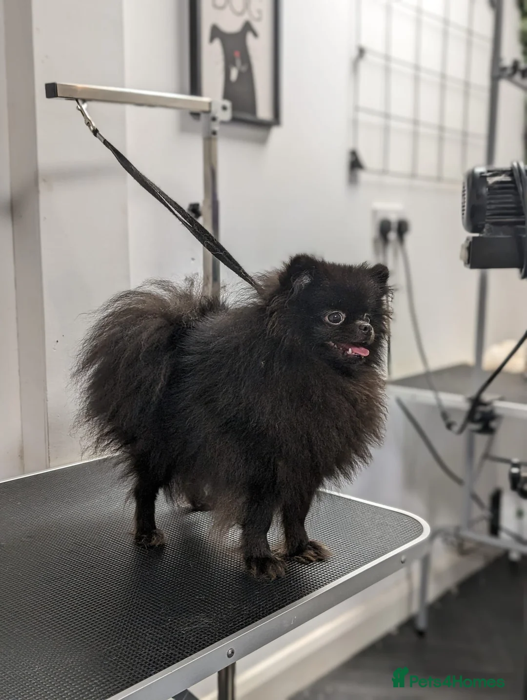 Pomeranian dogs for sale: Kc Registered Female Pomeranian  - Advert 15