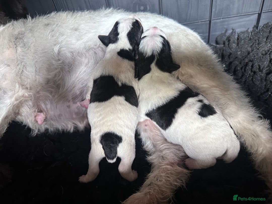 Jack Russell dogs for sale: Docked pure bred Jack Russell puppies  - Image 1