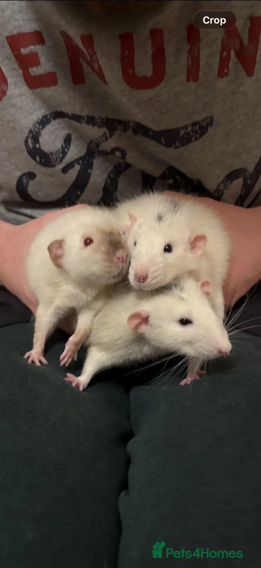 Rat rodents for sale: Wonderful elderly pet rat  in Crawley - Advert 2