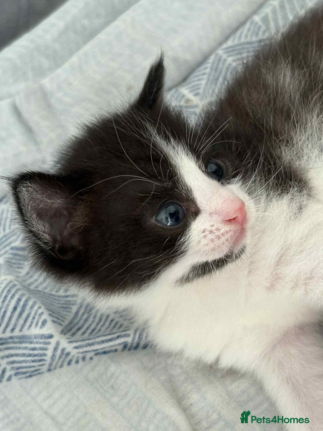 British Shorthair cats for sale: 2 kittens for sale  - Image 12