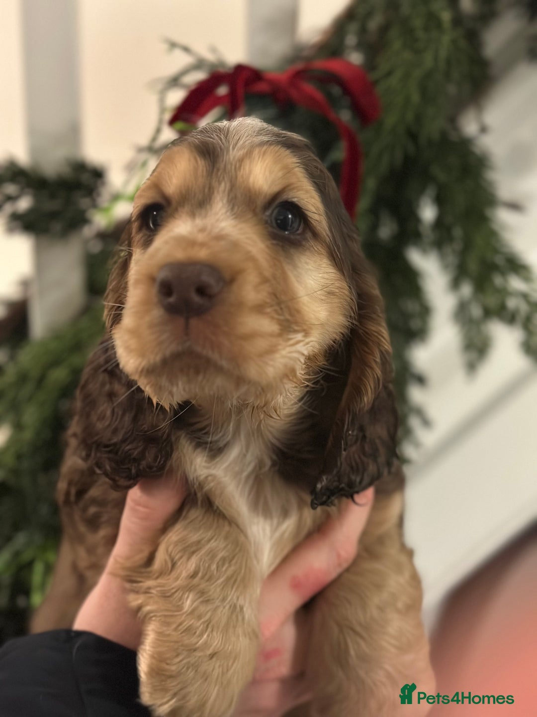 Cocker Spaniel dogs for sale: Beautiful Cocker spaniel pups ready this weekend - Advert 5