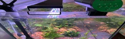 Other/Mixed Breed fish for sale: COMPLETE 160L Professional Aquascape Setup in Westbury - Advert 11
