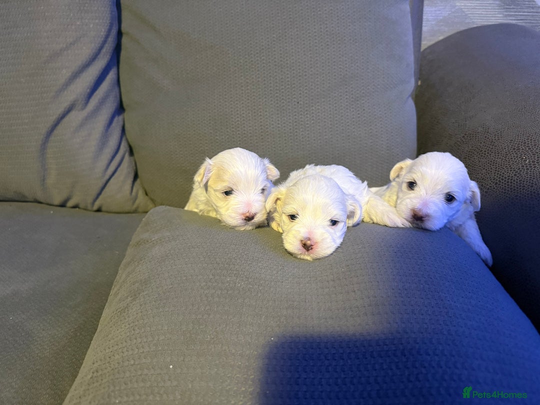 Maltese dogs for sale: Beautiful Maltese puppies for sale - Advert 5