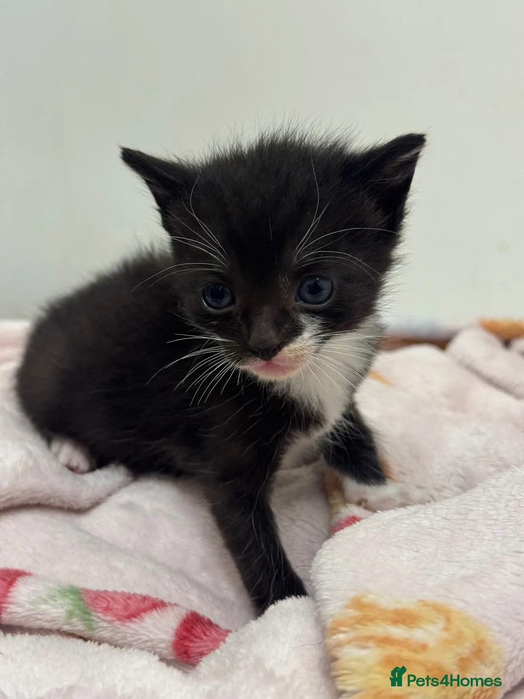 Mixed Breed cats for sale: 7 Beautiful Kittens Looking for New Homes - Advert 1