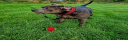 Staffordshire Bull Terrier dogs for sale: Blue Staffordshire - Advert 2