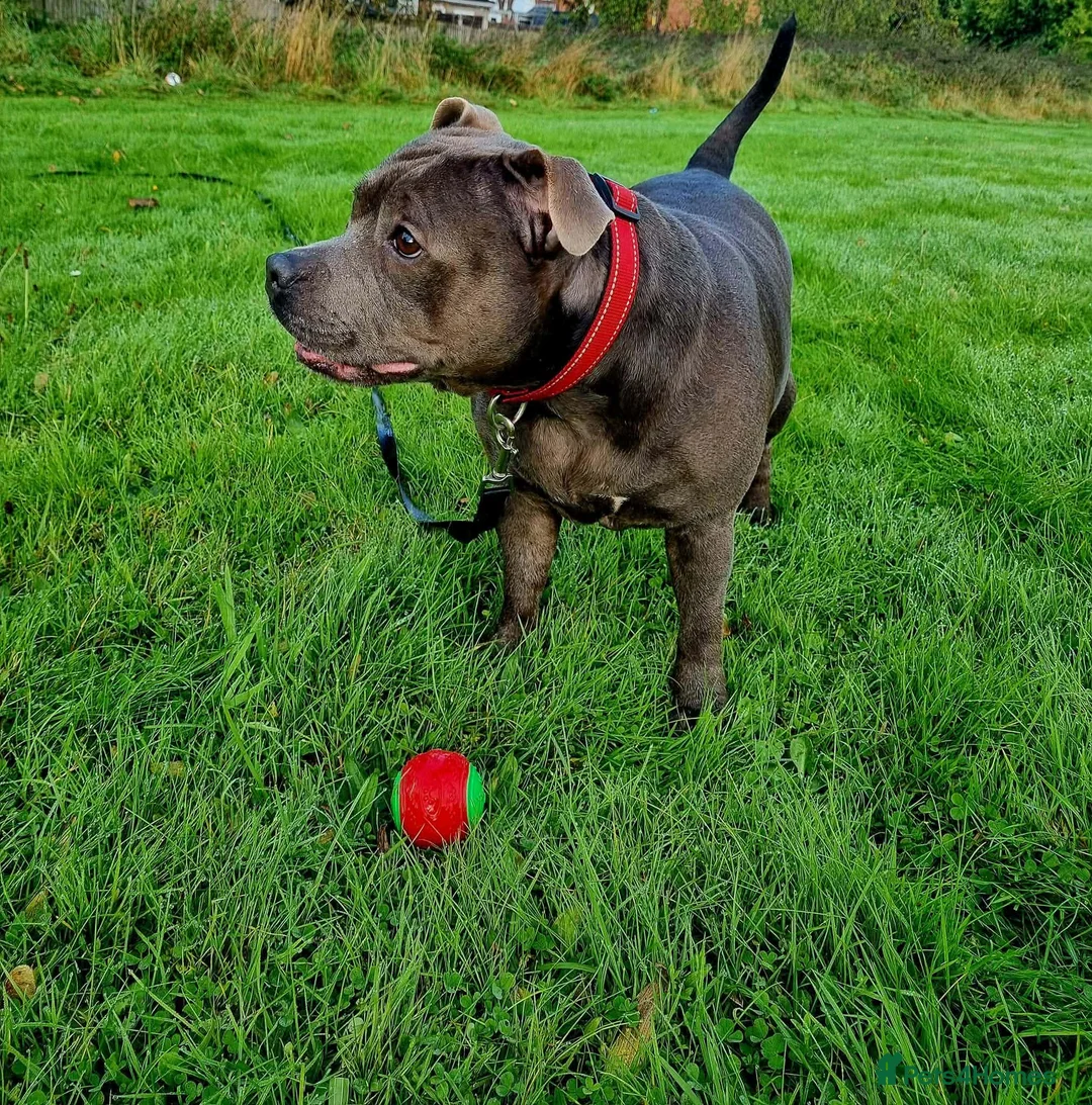 Staffordshire Bull Terrier dogs for sale: Blue Staffordshire - Advert 2