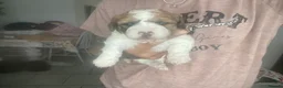 Mixed Breed dogs for sale: Shih-poo X Puppies - Advert 5