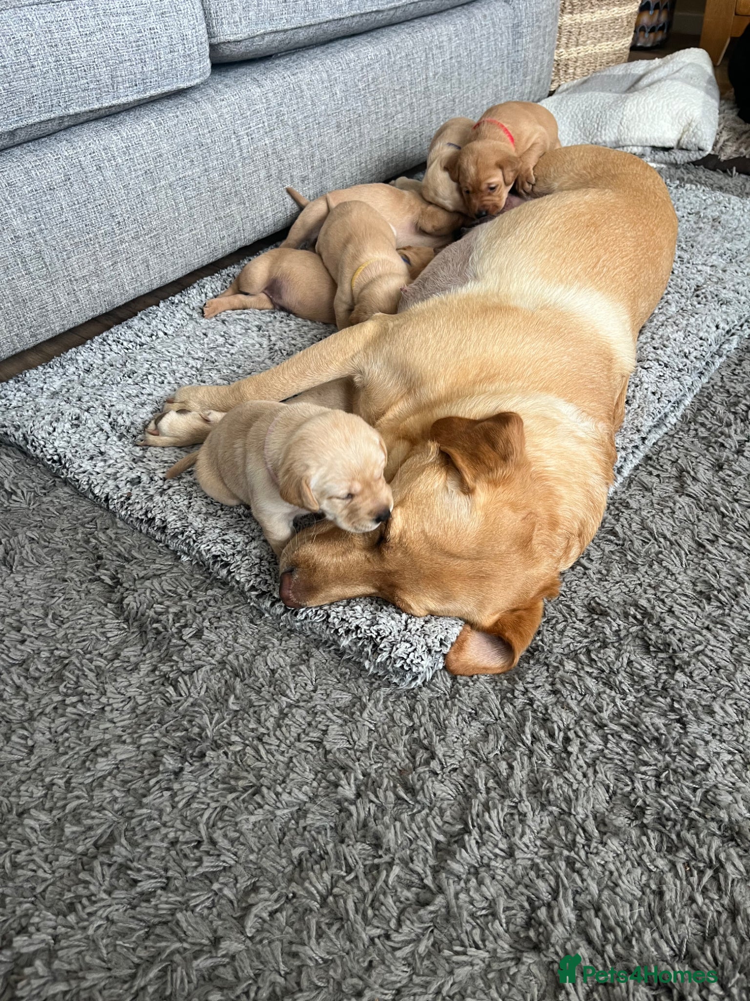 Labrador Retriever dogs for sale: Stunning Labrador pups - Advert 2