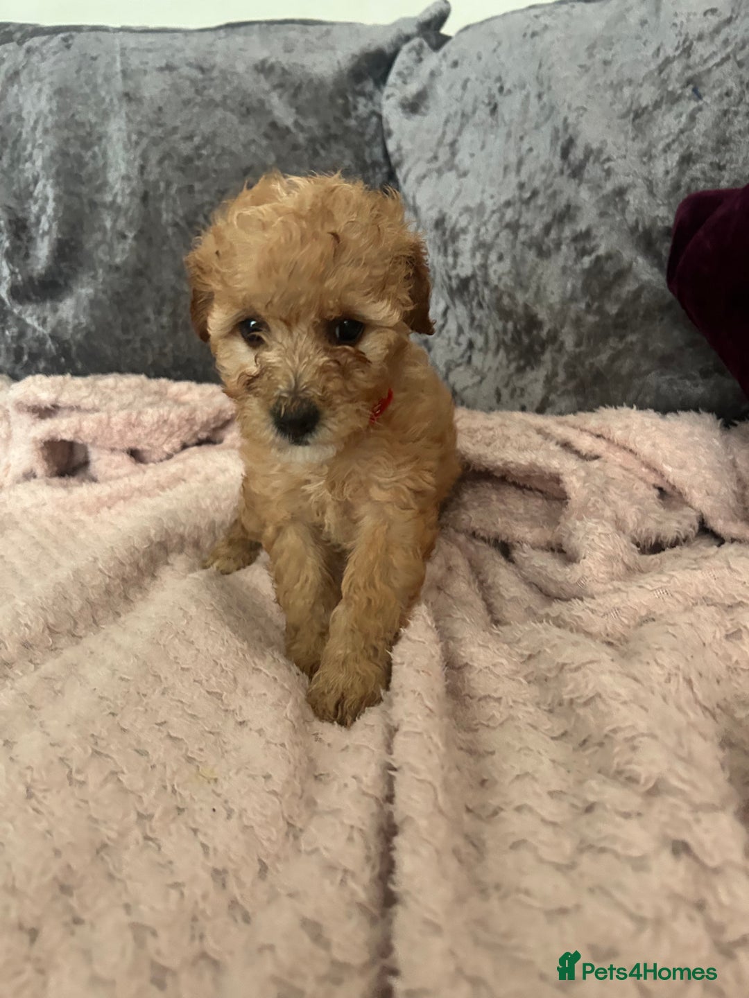 Cavapoo dogs for sale: Girl cavapoo - Advert 8