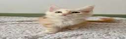 Maine Coon cats for sale: Polydactyl Full Maine Coon Kittens - Advert 22