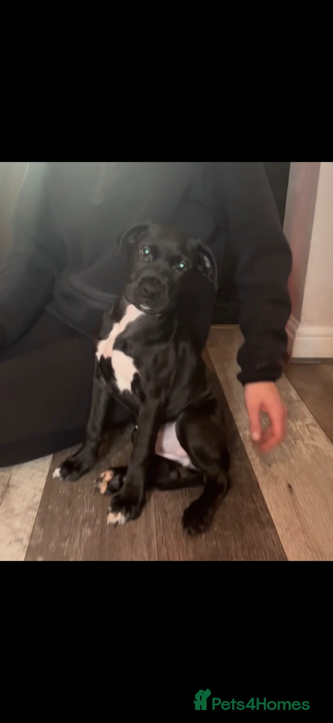 Cane Corso dogs for sale: Cane Corso x Presa Canario Puppies - Advert 1