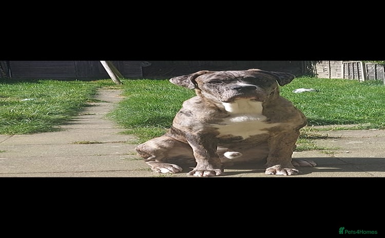 Cane Corso dogs - Advert 1