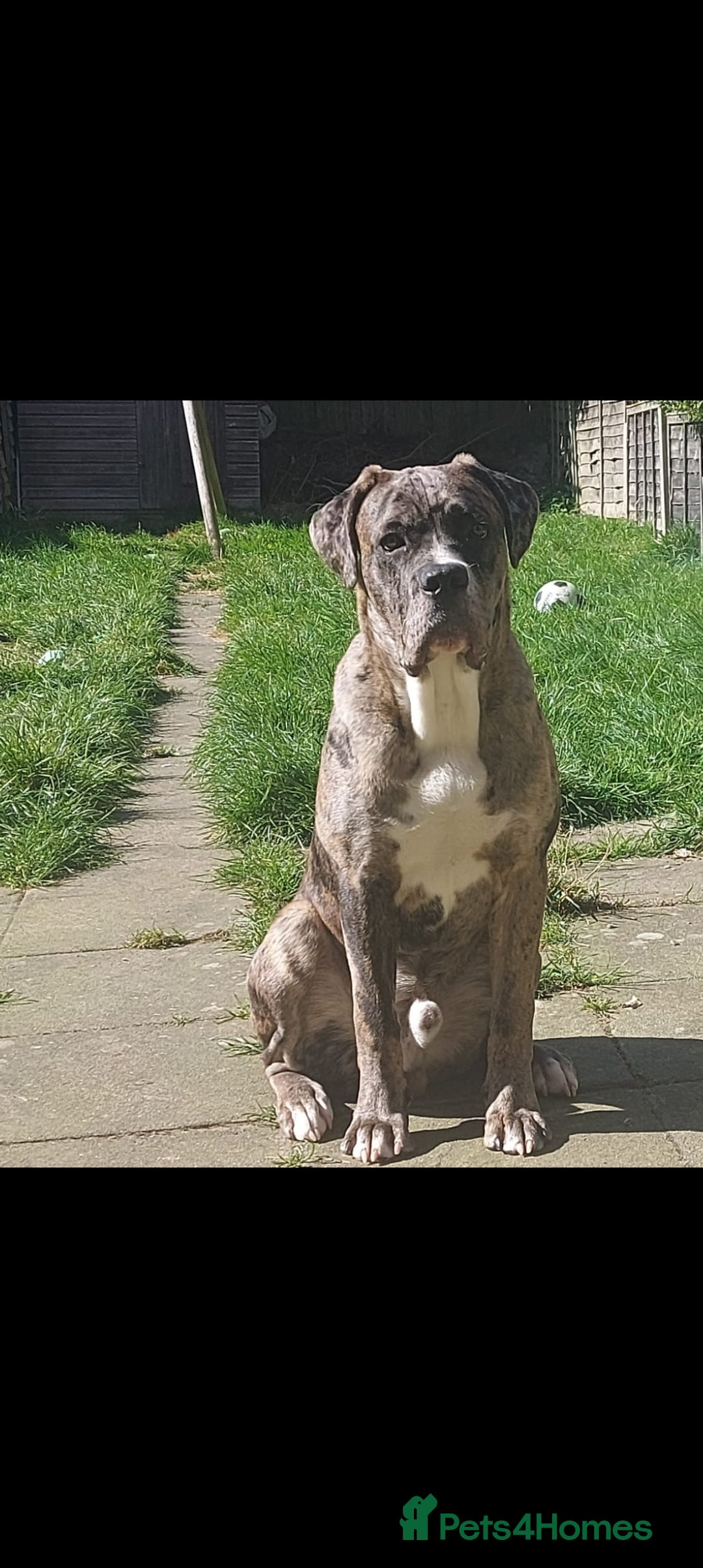 Cane Corso dogs for sale: Meet Our Gorgeous Boy Moose  - Image 2