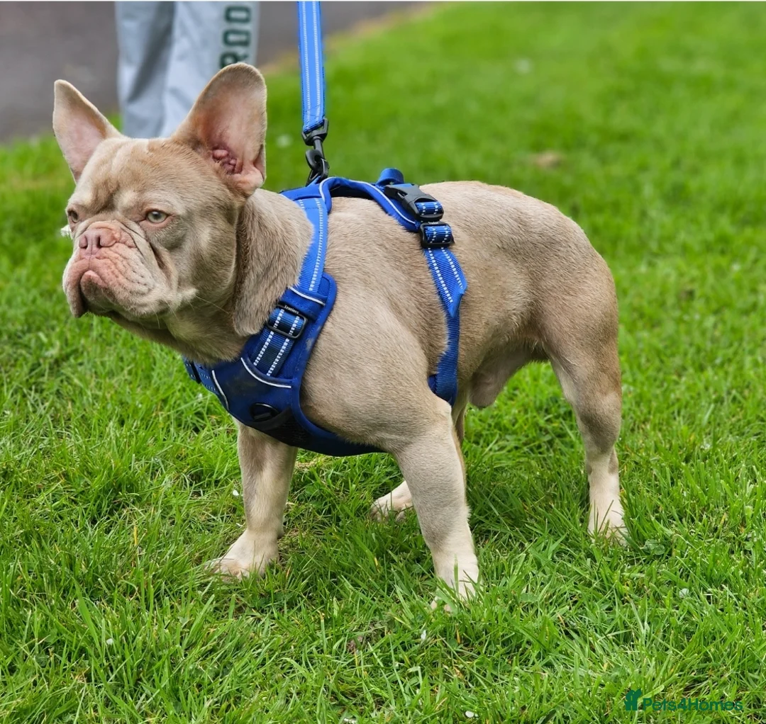 French Bulldog dogs for stud: New Shade & Tan for STUD in Motherwell - Advert 16