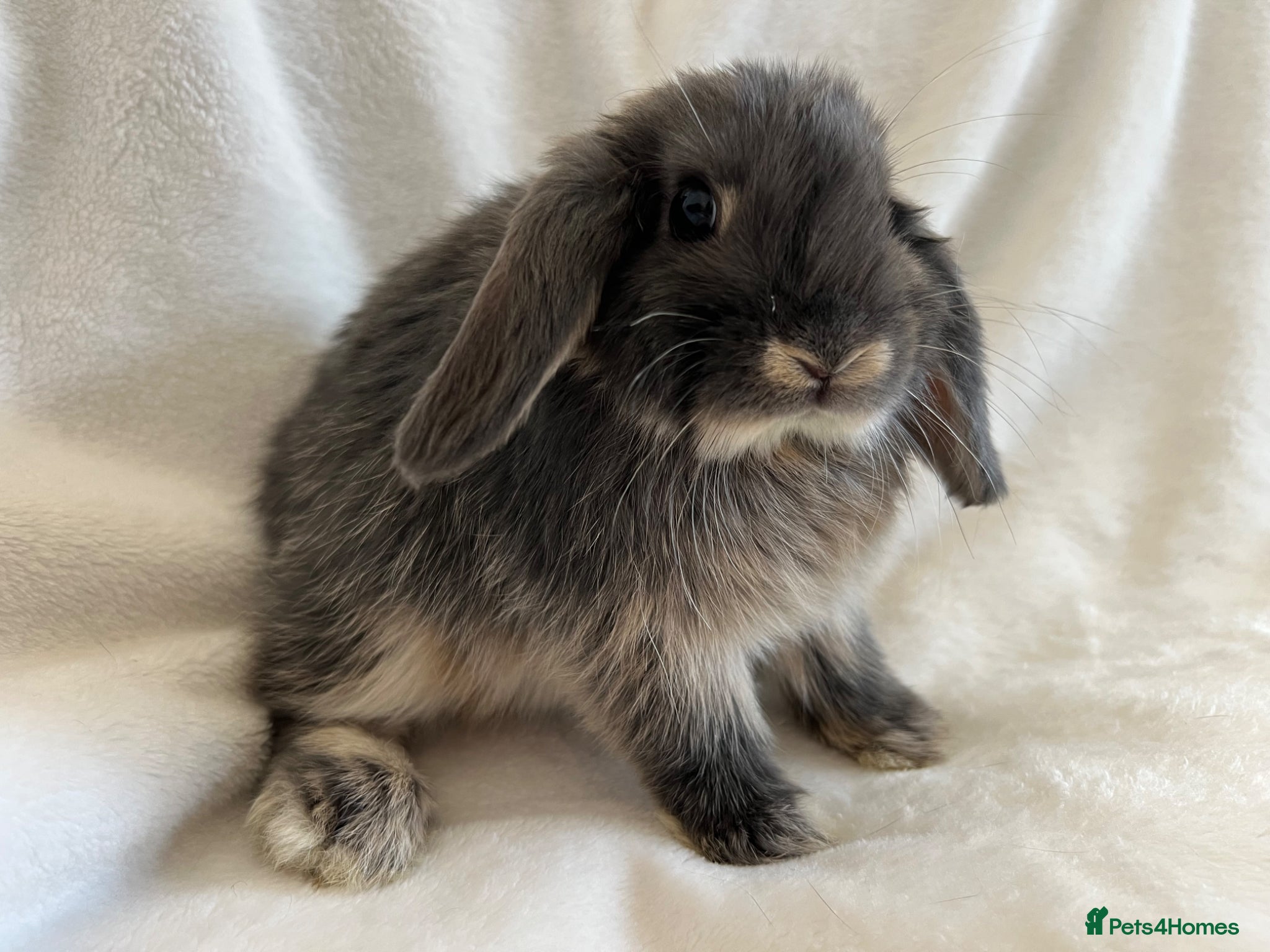 Mini Lop rabbits Mini Lops Ready Now  - Advert 2