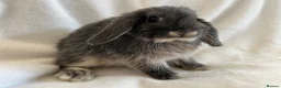 Mini Lop rabbits for sale: Mini Lops Ready Now  - Advert 2