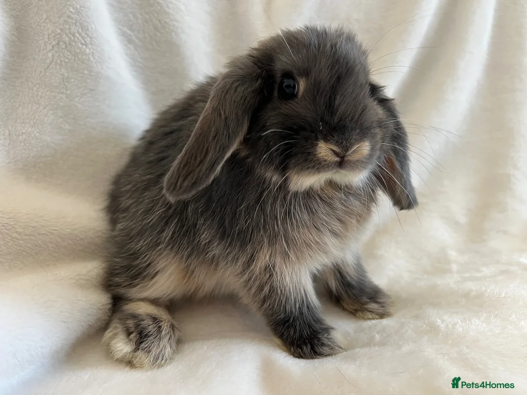 Mini Lop rabbits for sale: Mini Lops Ready Now  - Advert 2