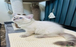 Ragdoll cats for sale: GCCF full pedigree ragdoll kittens  - Image 3