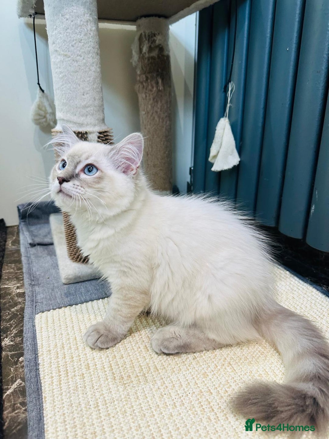Ragdoll cats for sale: GCCF full pedigree ragdoll kittens  - Image 3