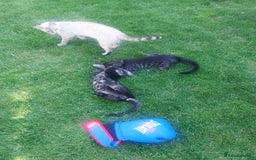 Bengal cats for sale: Mixed Bengal  in Watford - Image 1