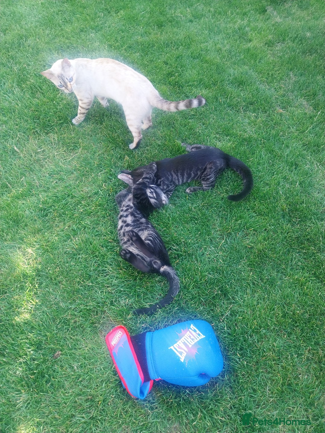 Bengal cats for sale: Mixed Bengal  in Watford - Image 1