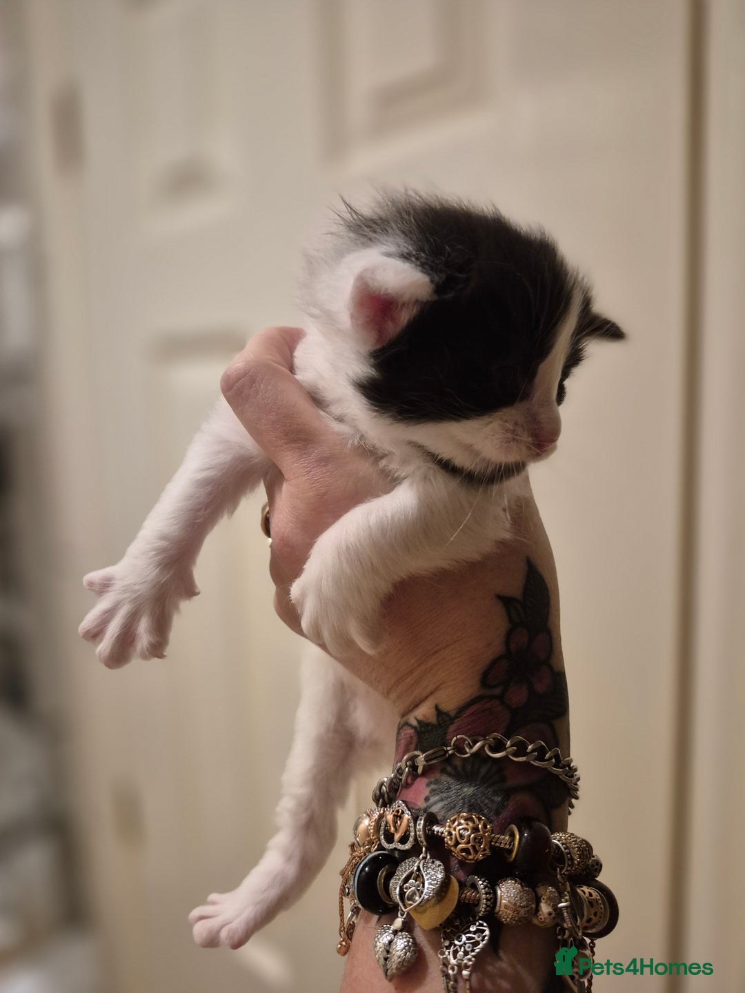 Maine Coon cats for sale: Last little Maine Coon Floof - Advert 8