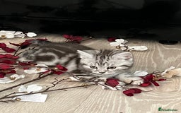 British Shorthair cats for sale:  BSH SILVER CLASSIC TABBY - Image 5