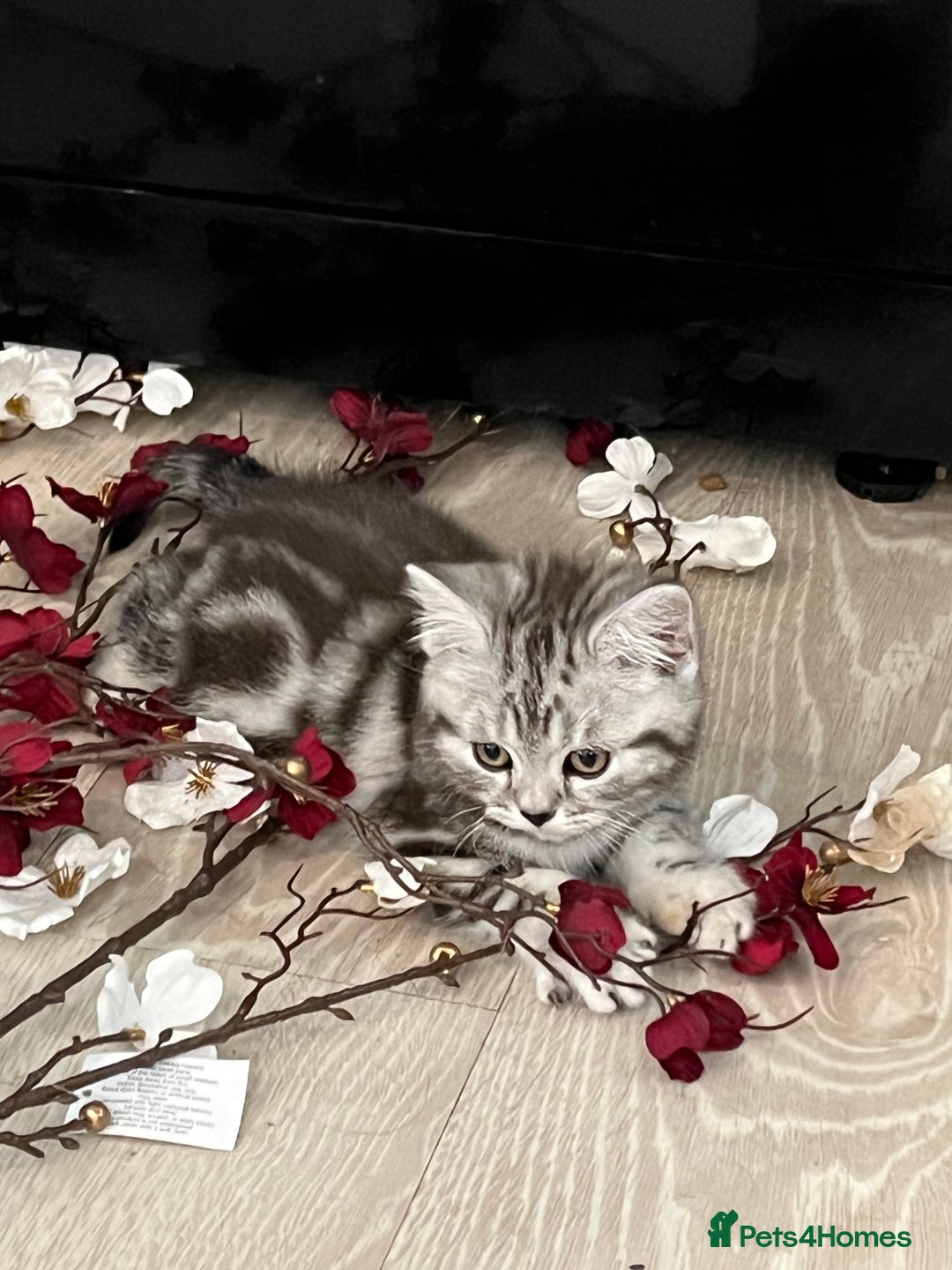 British Shorthair cats for sale:  BSH SILVER CLASSIC TABBY - Image 5