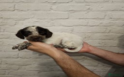 Cocker Spaniel dogs for sale: Cocker spaniels - Image 18