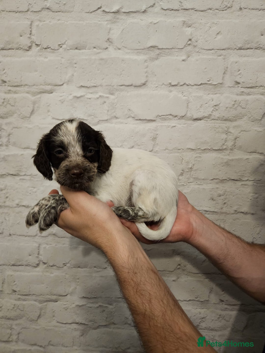 Cocker Spaniel dogs for sale: Cocker spaniels - Image 18