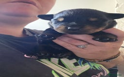 Rottweiler dogs for sale: Rotweiller pup - Image 5