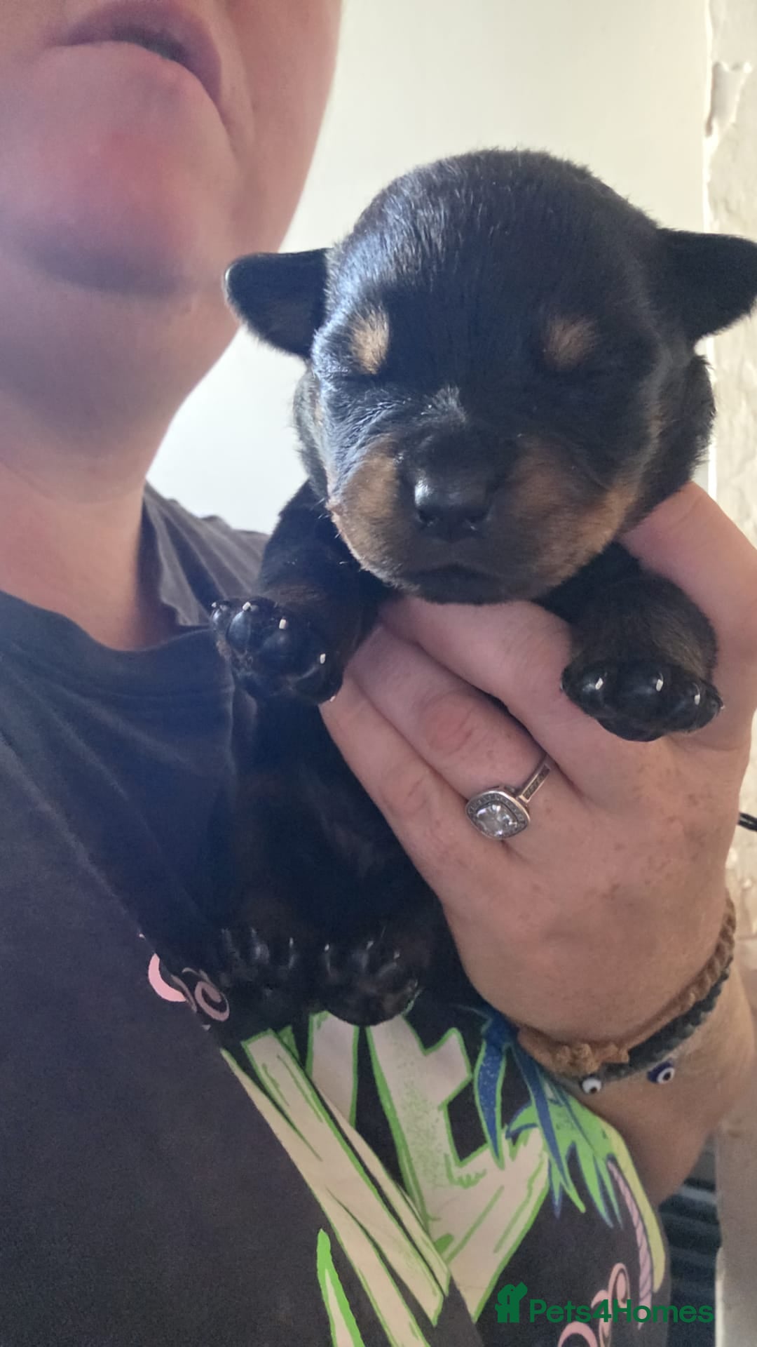 Rottweiler dogs for sale: Rotweiller pup - Image 5