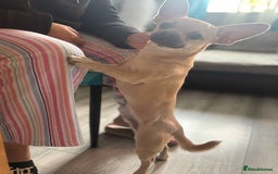 Mixed Breed dogs for sale: Chicko  - Image 3
