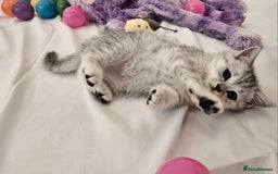 British Shorthair cats for sale: BRITISH SHORTHAIR CHAMPION BLOODLINE - Image 17