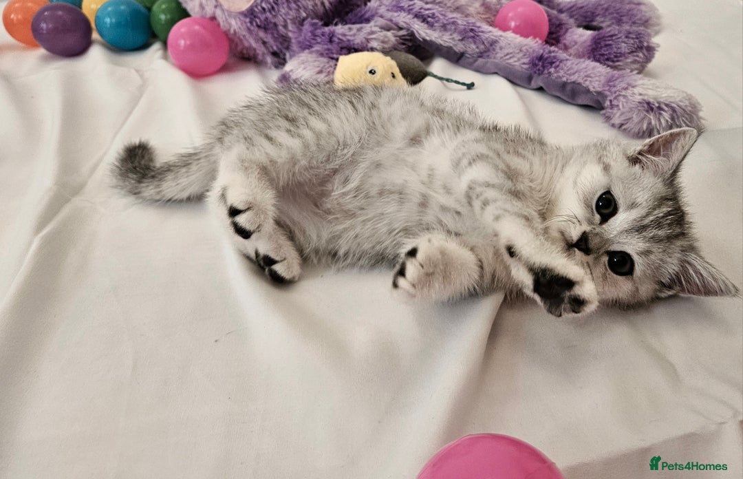 British Shorthair cats for sale: BRITISH SHORTHAIR CHAMPION BLOODLINE - Image 17