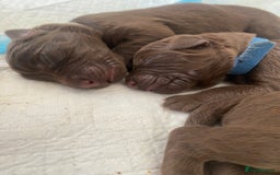 Mixed Breed dogs for sale: 🐾 Beautiful Puppies Looking 4 A Forever Homes 🐾 - Image 4