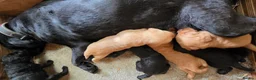 Labradoodle dogs for sale: F1 labradoodles - Advert 3