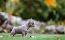 French Bulldog dogs for sale: 4 FRENCH BULLDOG GIRLS AVAILABLE  - Image 5