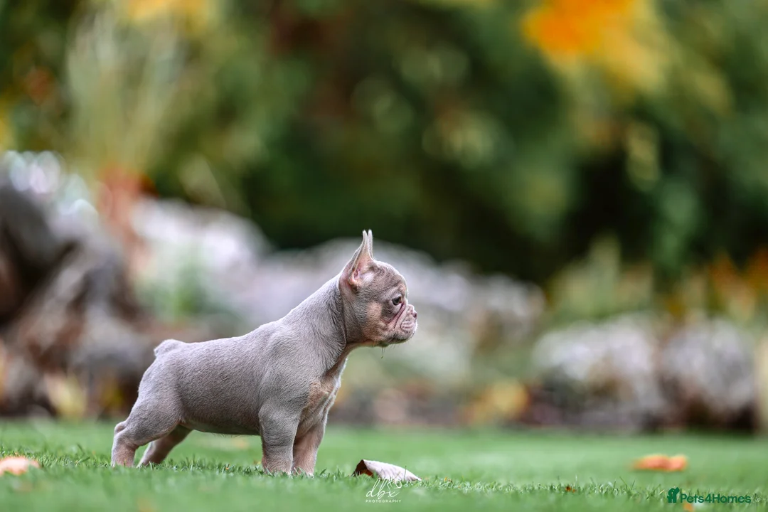 French Bulldog dogs for sale: 4 FRENCH BULLDOG GIRLS AVAILABLE  - Advert 5