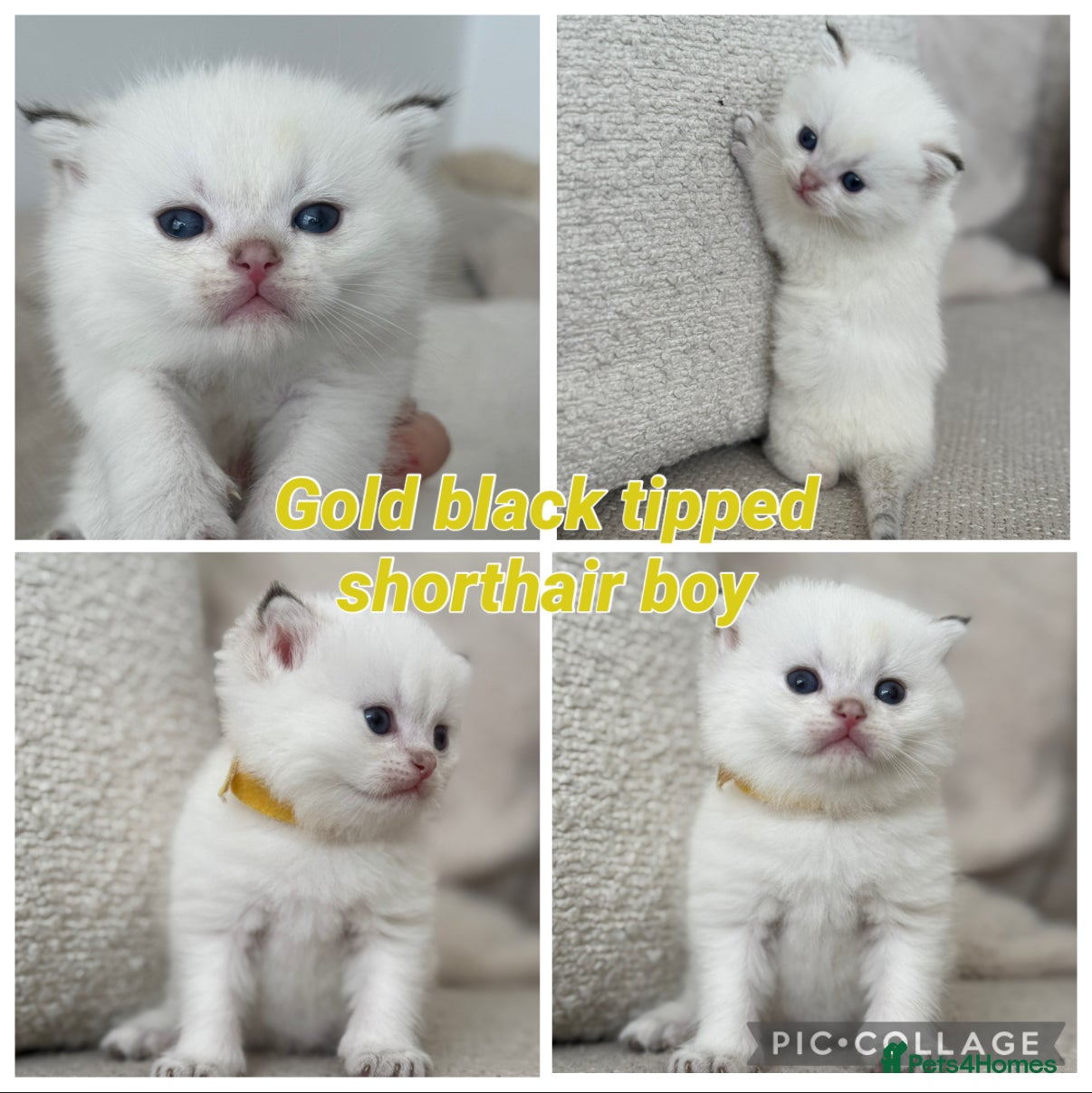 British Shorthair cats Gorgeous golden tipped TICA bsh - Advert 1