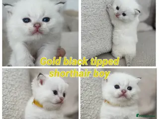 British Shorthair cats Gorgeous golden tipped TICA bsh - Advert 1