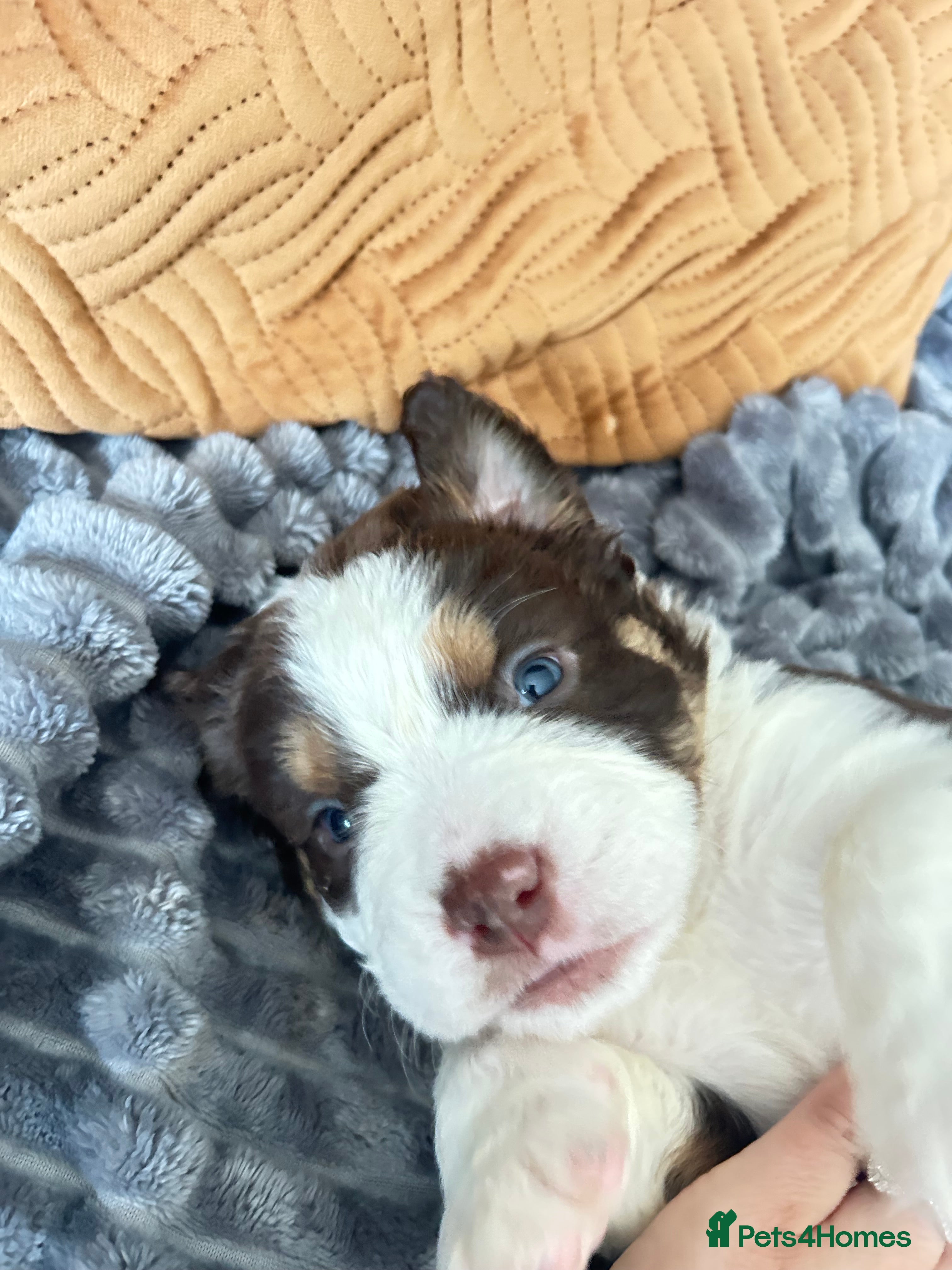 Olde English Bulldogge dogs Olde English fluffy Bulldogge puppies  - Advert 2