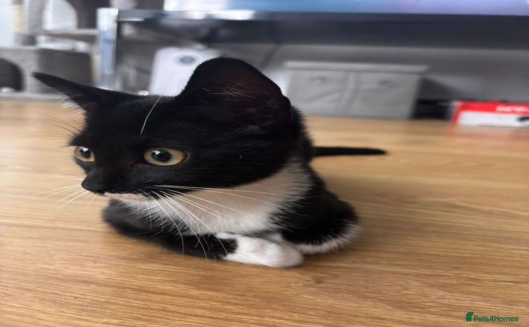 Mixed Breed cats - Advert 1