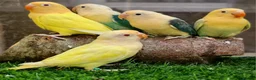Lovebirds birds for sale: Lovebird fischer's opalines - Advert 10