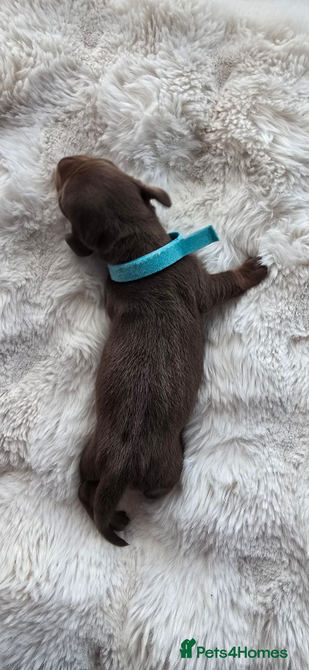 Miniature Dachshund dogs for sale: KC registered miniature Dachshund 🐶  - Advert 10