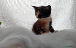 Domestic Shorthair cats for sale: 2 kittens looking for loving homes  - Image 2