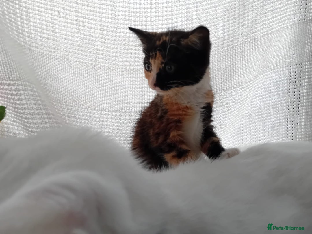 Domestic Shorthair cats for sale: 2 kittens looking for loving homes  - Image 2
