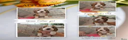 Beagle dogs for sale: Pedigree Champion bred Beagle puppies.  - Advert 4